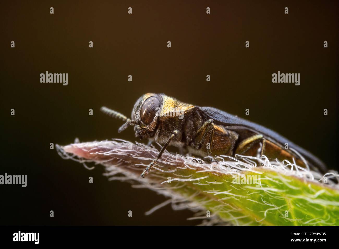 Der Buprestidenkäfer besiedelt die Blätter von Wildpflanzen Stockfoto