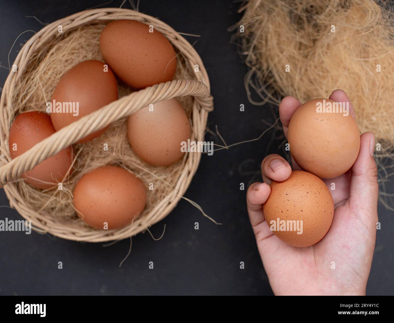 Frische Hühnereier auf dem Nest. Hände nehmen Hühnereier aus dem Nest. Hühnerstall im Dorf Stockfoto