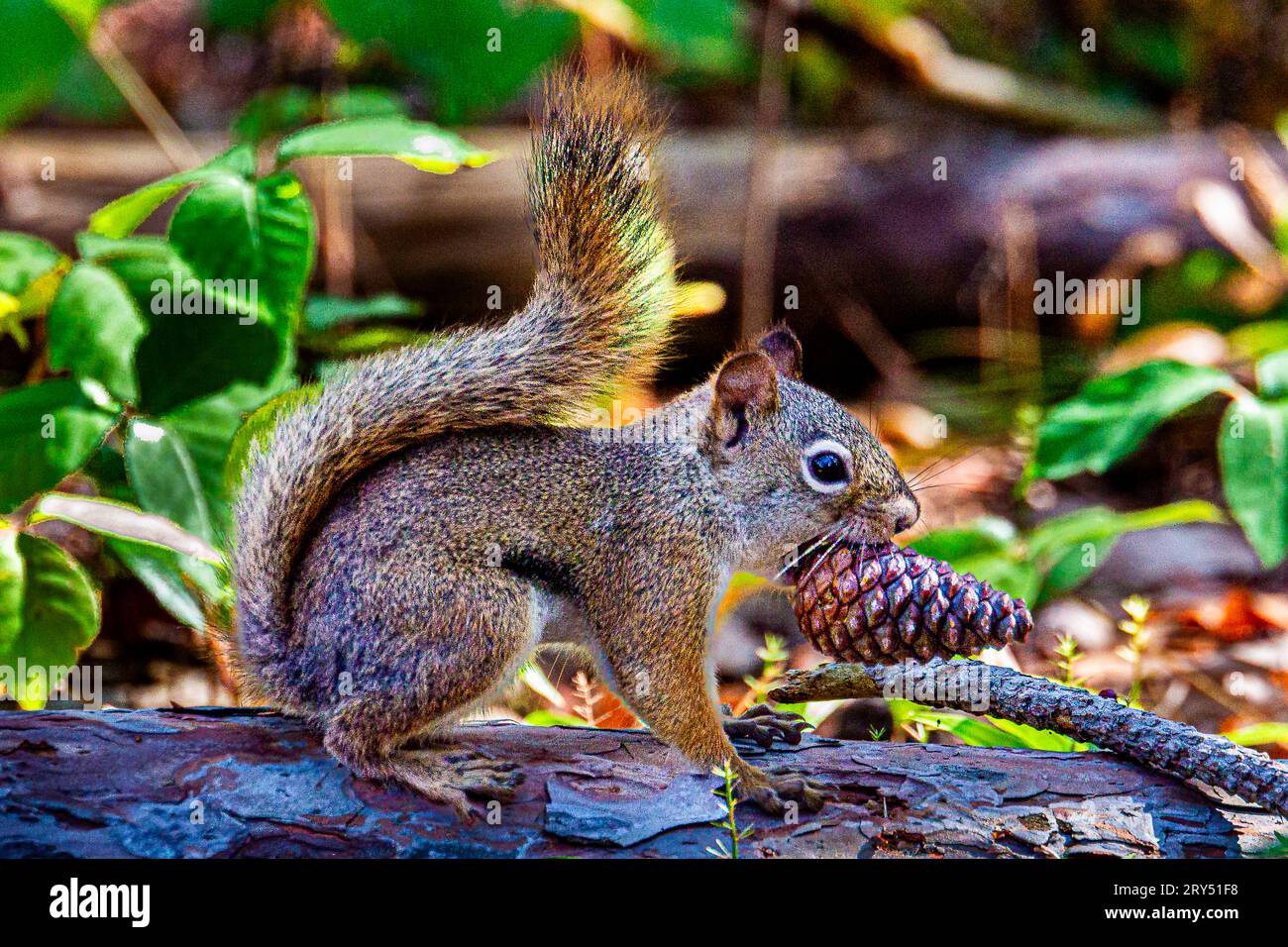 Graubraunes Eichhörnchen. Sie sprang in einen Baum in einem wunderschönen wilden kanadischen Wald. Sie saß auf einem Baumzweig und tarnte ihr Aussehen. Stockfoto Graubraunes Eichhörnchen. Sie sprang in einen Baum in einem wunderschönen wilden kanadischen Wald. Sie saß auf einem Baumzweig und tarnte ihr Aussehen. Stockfoto