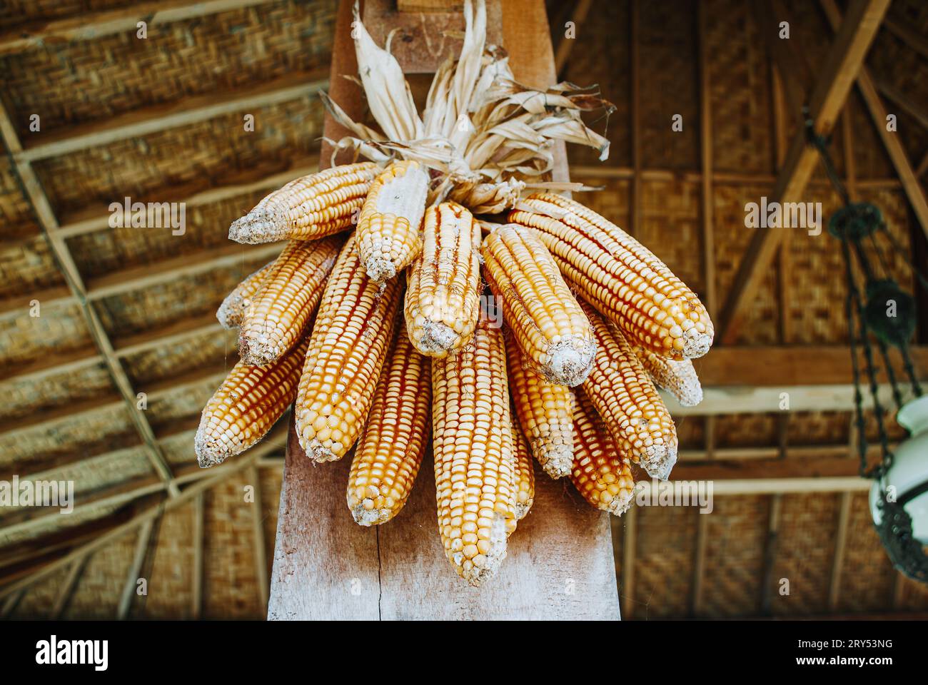 Geernteter Mais hängt an einer der Säulen in einem traditionellen javanischen Haus Stockfoto