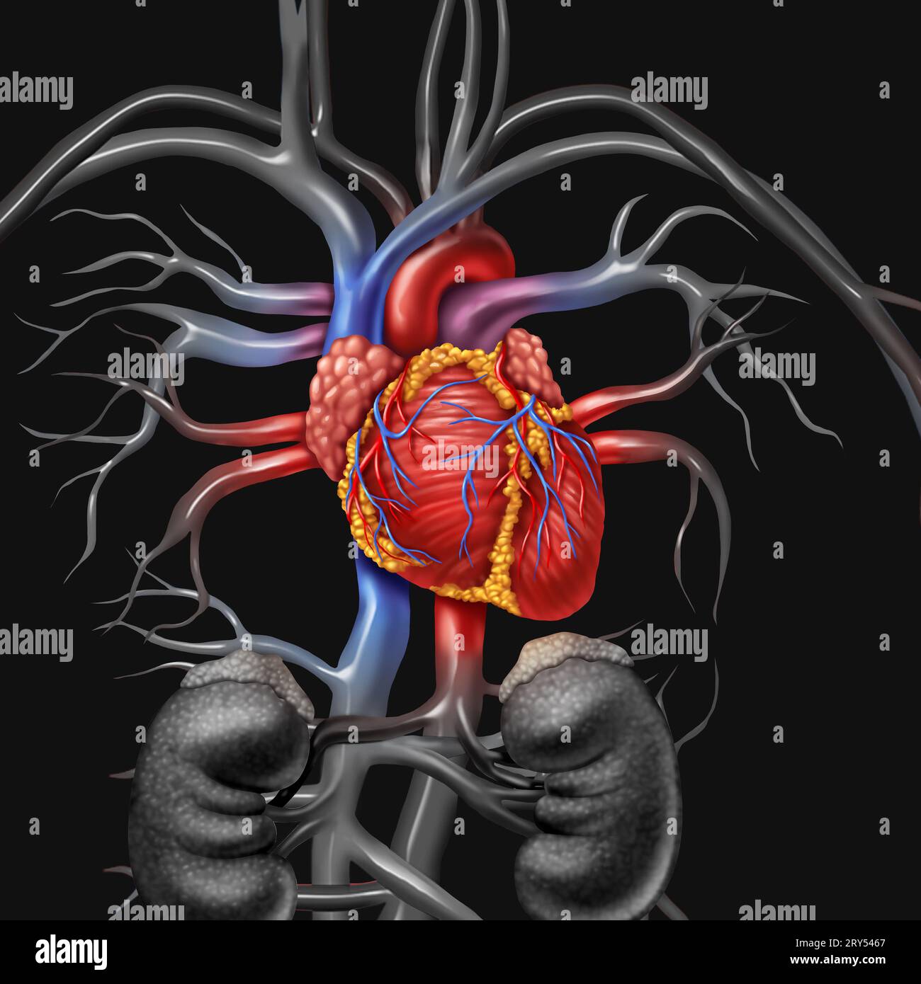 Menschliche Herzanatomie aus einem gesunden Körper auf schwarzem Hintergrund als medizinisches Gesundheitssymbol eines inneren Herz-Kreislauf-Organs Stockfoto