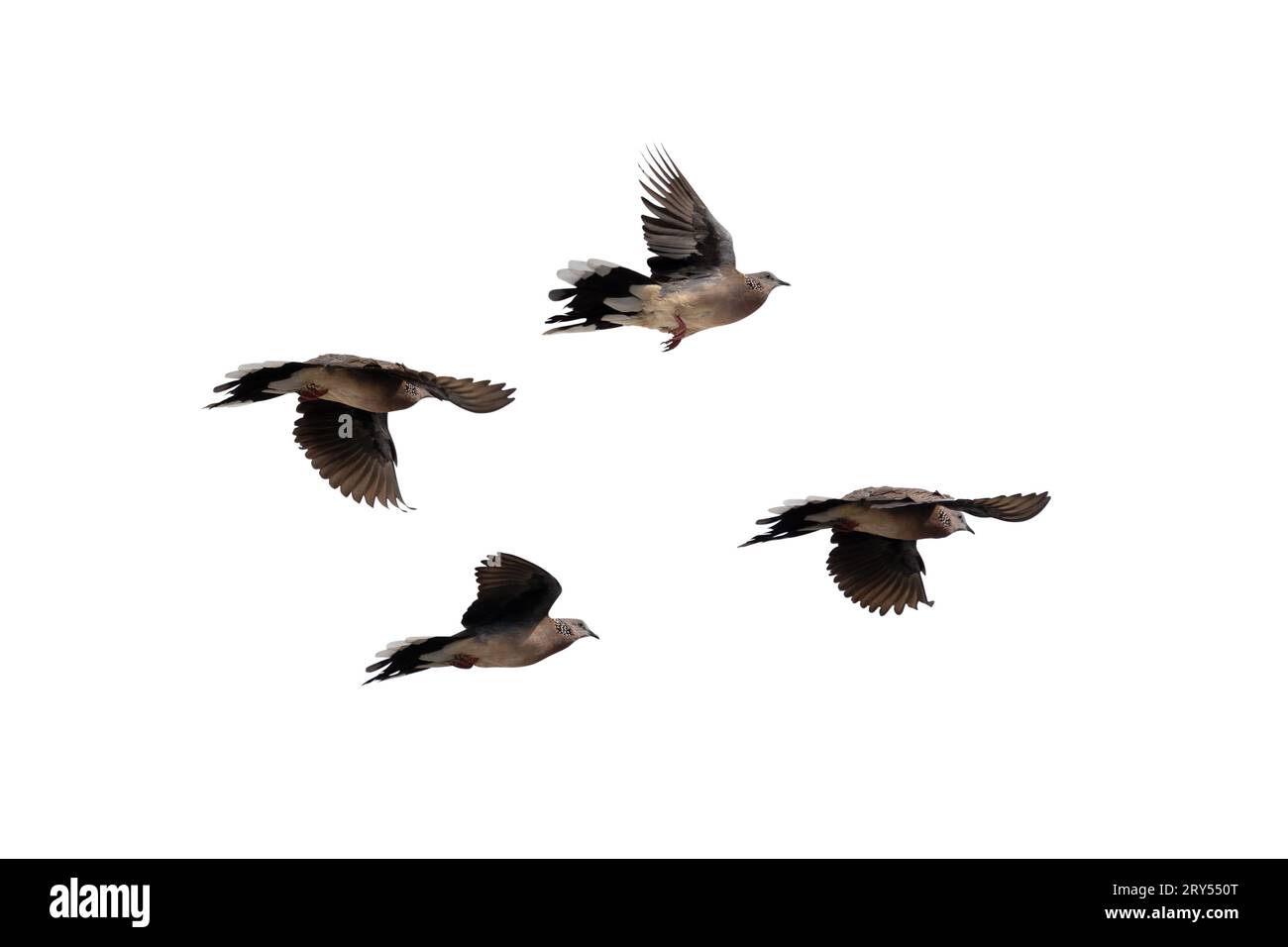 Die Bewegungsszene von vier gefleckten Tauben, die in der Luft fliegen, ist auf einem weißen Hintergrund isoliert. Vier gefleckte Tauben breiten ihre Flügel mit cl in der Luft aus Stockfoto