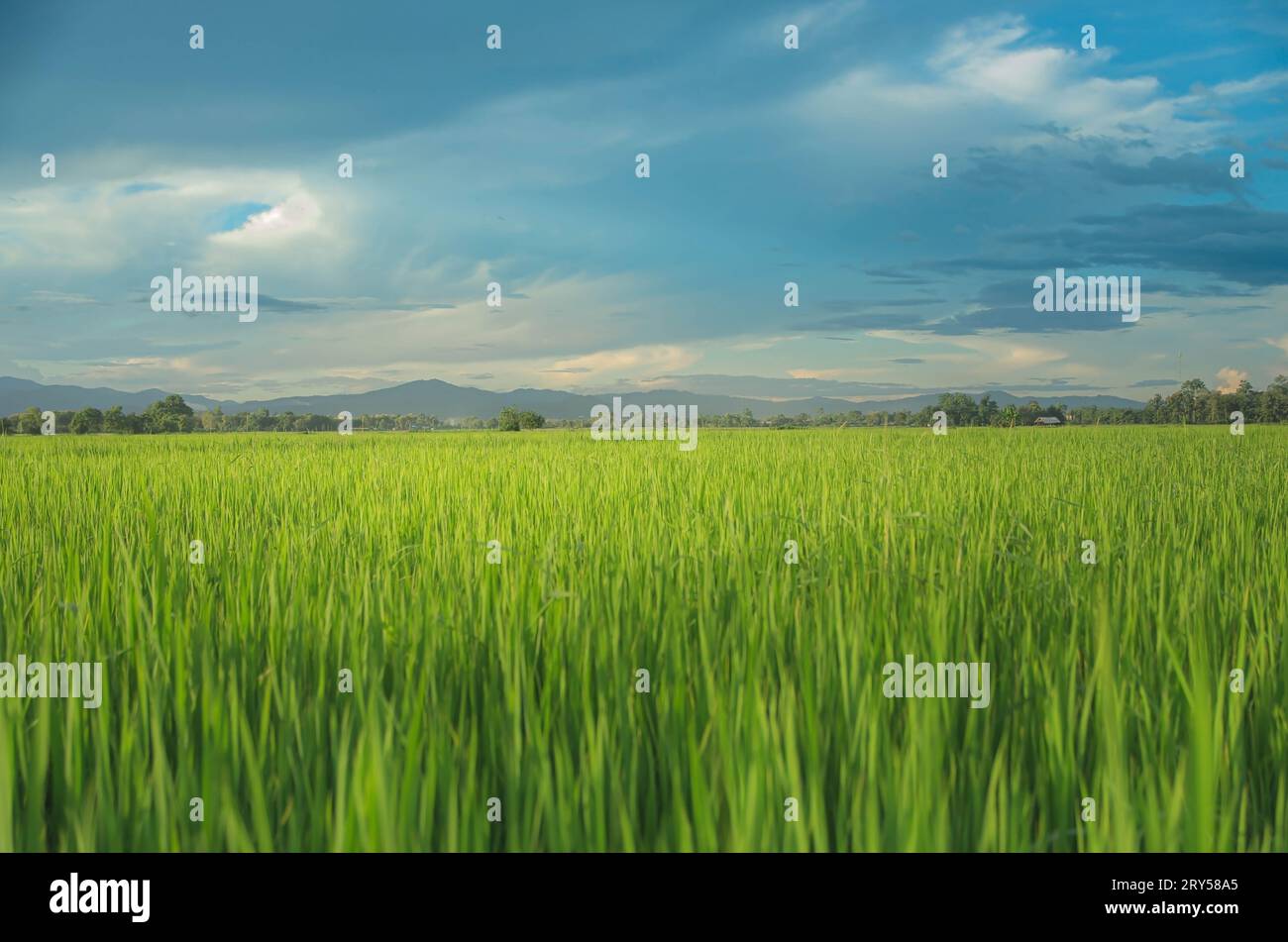 Landschaft mit grünen Pflanzen und Feldern. Ackerbau mit Aussaat von Reis, Jungpflanzen und Ackerland. Reisfeld mit Sonnenuntergang und Ackerland. Thailändisch Stockfoto
