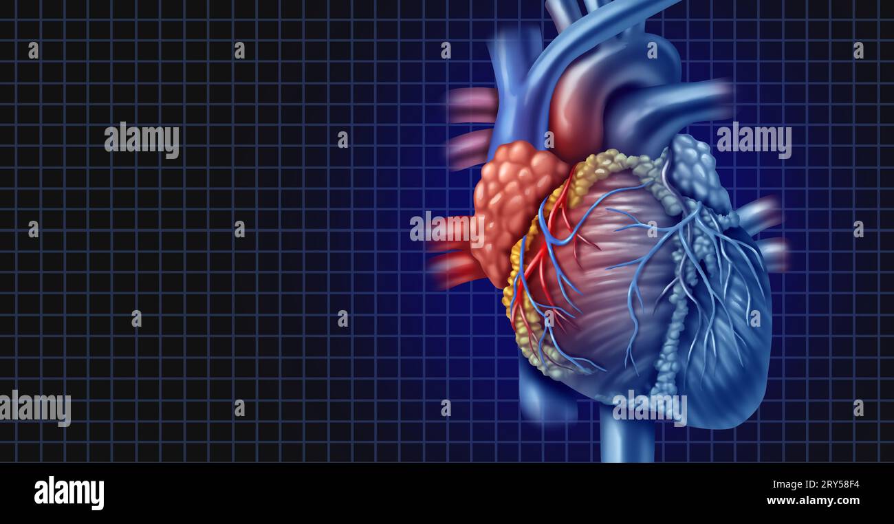 Der menschliche Herzhintergrund als Anatomie eines gesunden Körpers als medizinisches Gesundheitssymbol eines inneren Herz-Kreislauf-Organs. Stockfoto