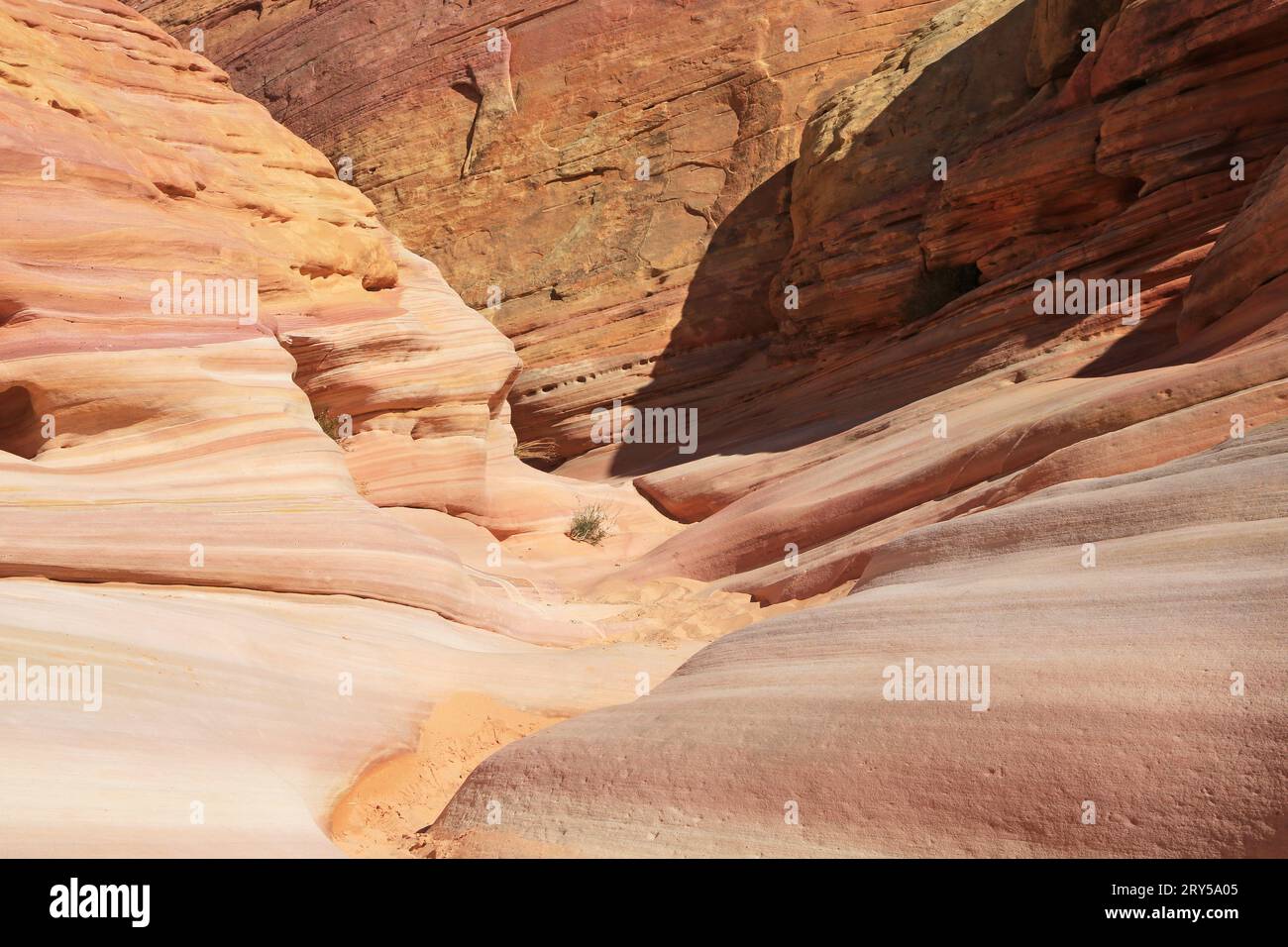 Pink Canyon - Valley of Fire State Park, Nevada Stockfoto