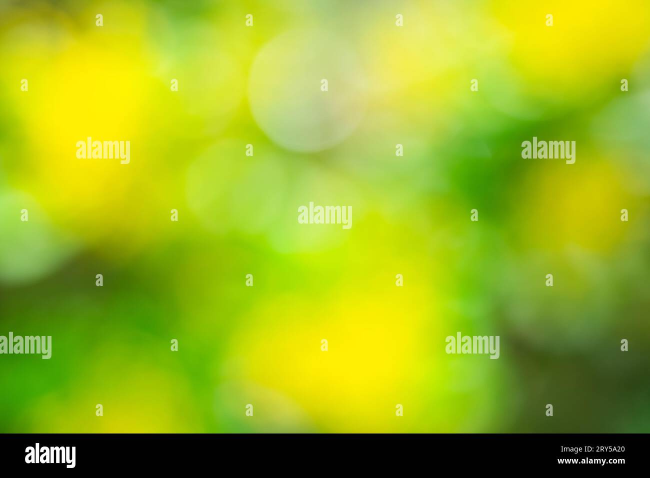 Naturansicht der Nahaufnahme im Freien verschwommene defokussierte gelbe Blumen und grüne Blätter im botanischen Garten mit Kopierraum als Hintergrund. Stockfoto