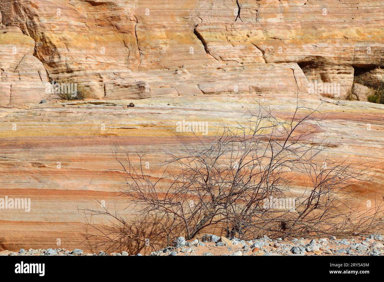 Trockener Busch und die Klippe - Valley of Fire State Park, Nevada Stockfoto