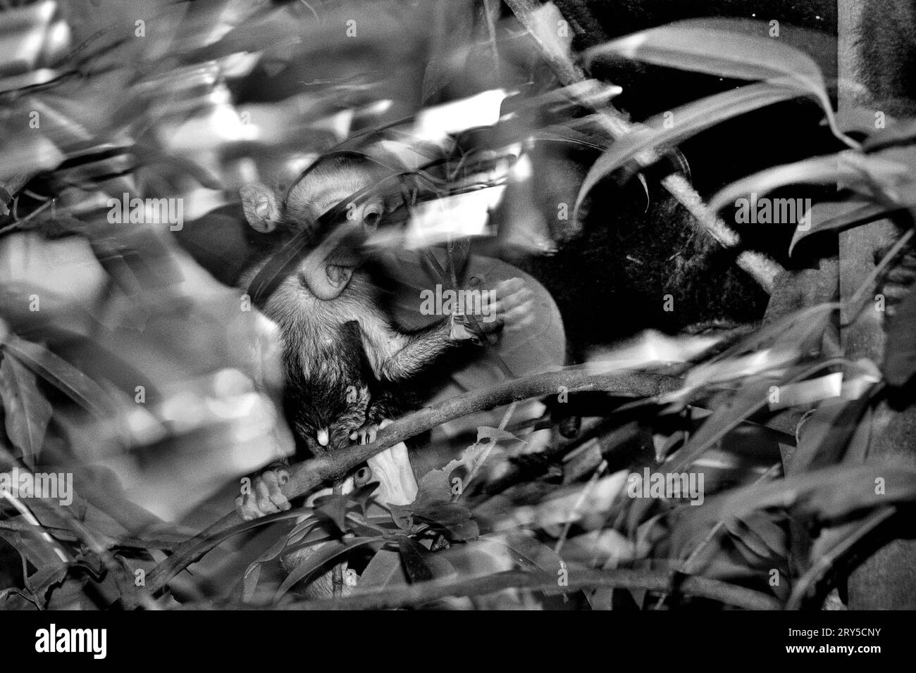 Ein Nachwuchs von Makaken (Macaca nigra) spielt unter der Obhut seiner