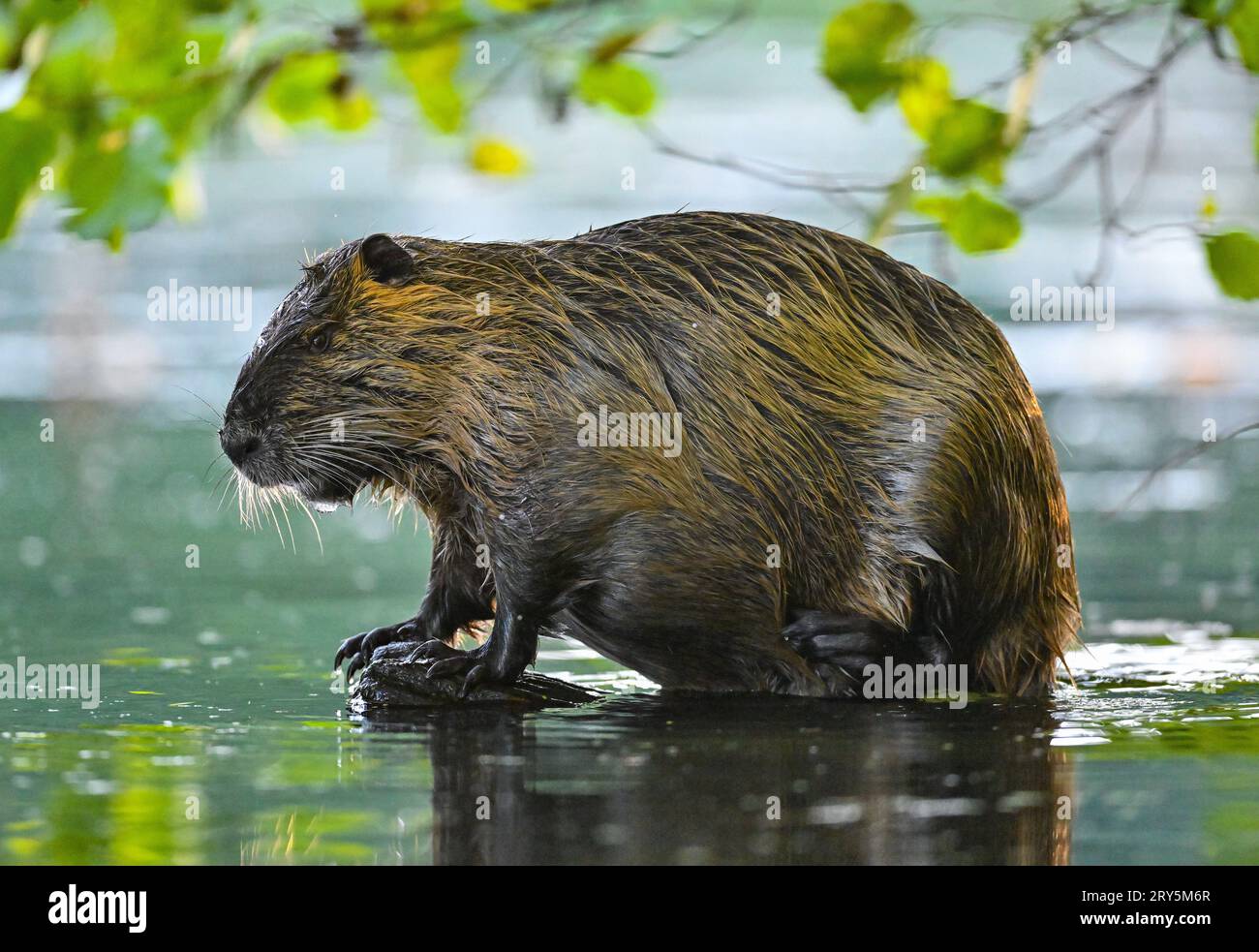 Kersdorf, Deutschland. September 2023 28. Eine Nutria (Myocastor coypus) steht auf einem Baumstumpf im Wasser am Rande des Spree-oder-Wasserwegs (SOW). Die Bundeswasserstraße SOW hat eine Länge von 128,66 Kilometern. Sie ist eine Verbindung zwischen der Mündung der Spree bei Spandau und der oder bei Eisenhüttenstadt. Credit: Patrick Pleul/dpa/ZB/dpa/Alamy Live News Stockfoto