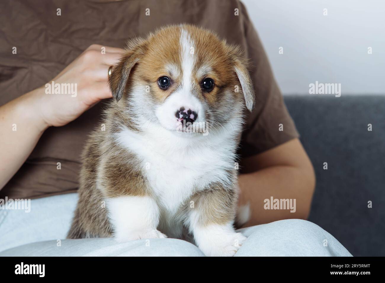 Porträt des entzückenden kleinen braunen weißen Welpen des Hundes welsh pembroke Corgi, der auf Jeans sitzt, einer unbekannten streichenden Frau, die auf einem grauen Sofa streichelt. Stockfoto