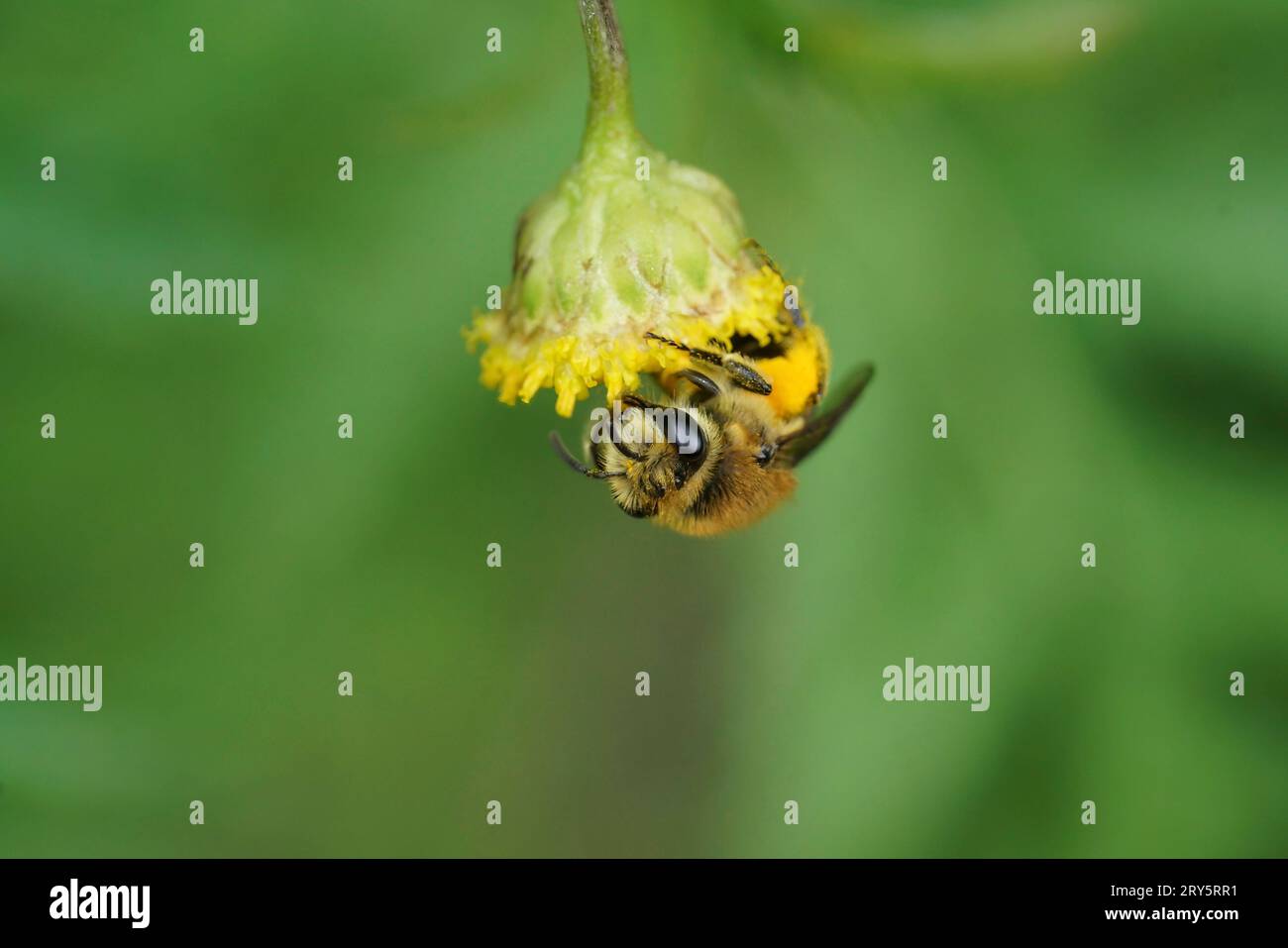 Natürliche Nahaufnahme einer Davies' Colletes daviesanus-Frau, die unten an einer gelben Tansy-Blume, Tanacetum vulgare, hängt Stockfoto