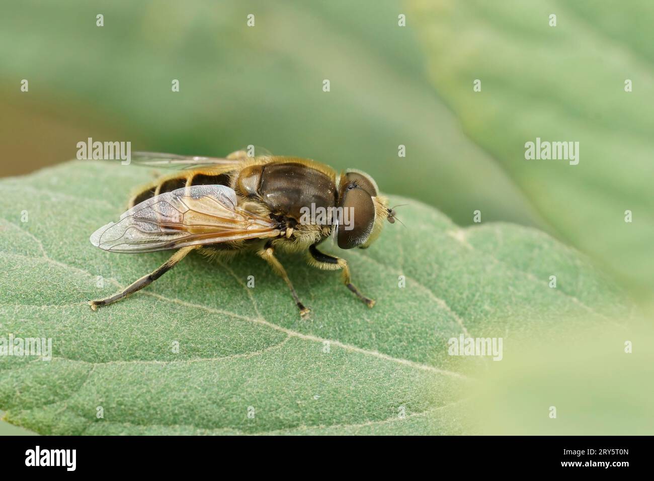 Detaillierte Nahaufnahme einer gewöhnlichen Drohnenfliege, Eristalis tenax, sitzt auf einem grünen Blatt Stockfoto
