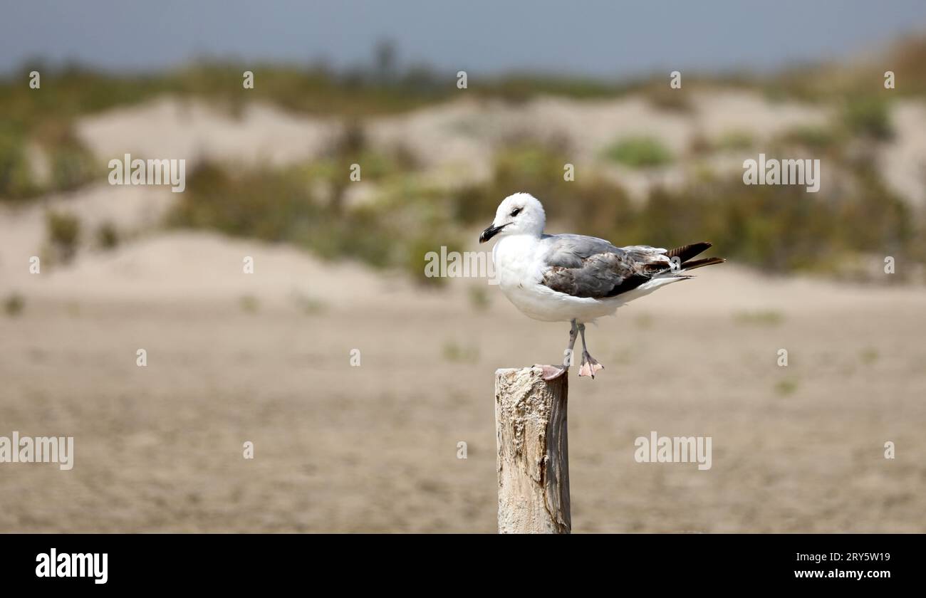Die Möwe sitzt auf einem Holzpfosten am Strand Stockfoto