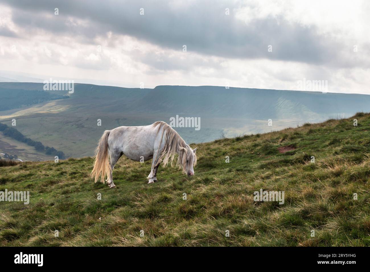 Weiße Pferde weiden in der Nähe des Cribyn Gipfels, Brecon Beacons, Wales, Großbritannien Stockfoto