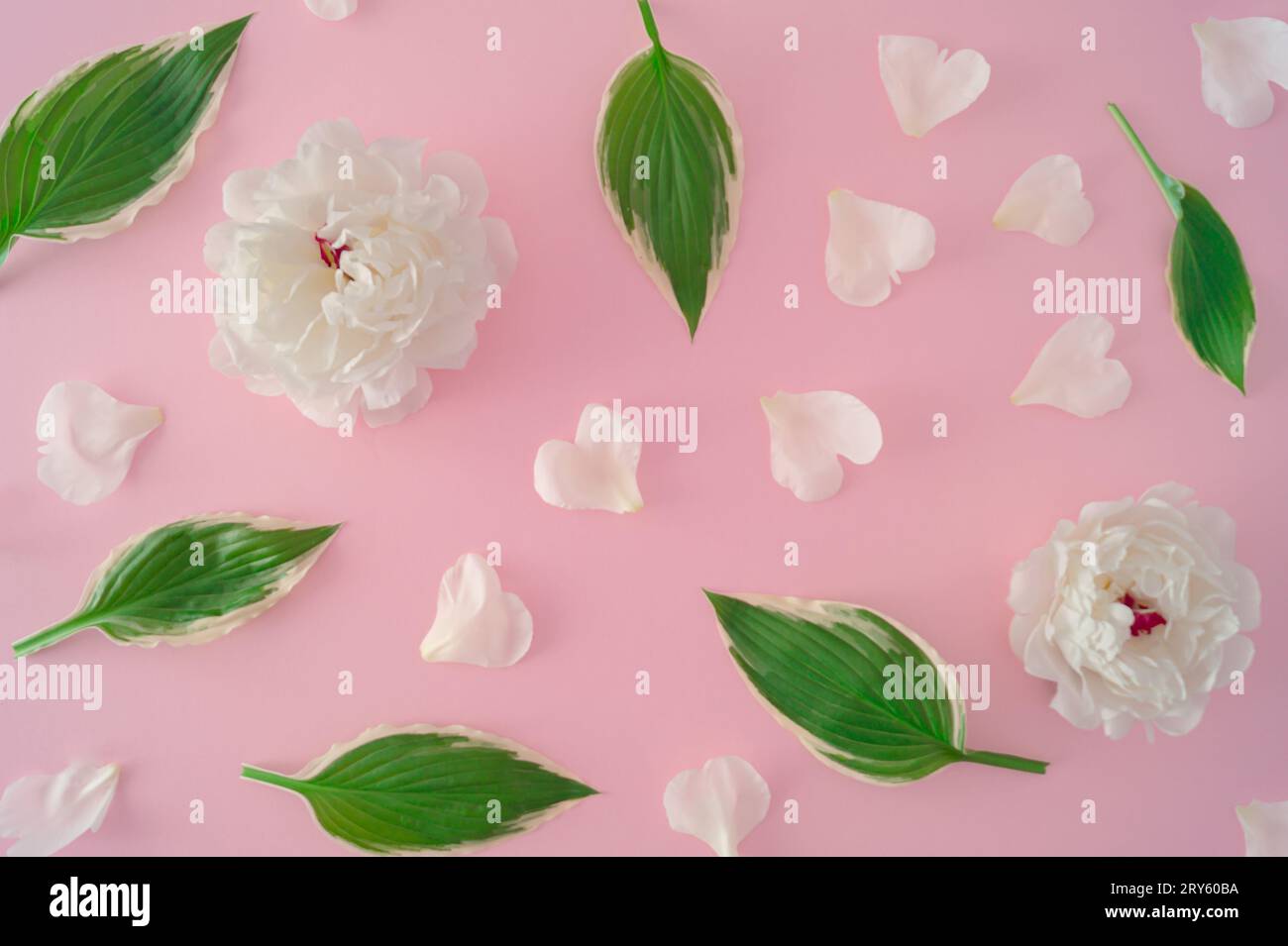 Trendiges Muster aus Rosen und Blütenblättern auf pastellrosa Hintergrund. Minimaler flacher Stil. Blumenästhetik. Stockfoto