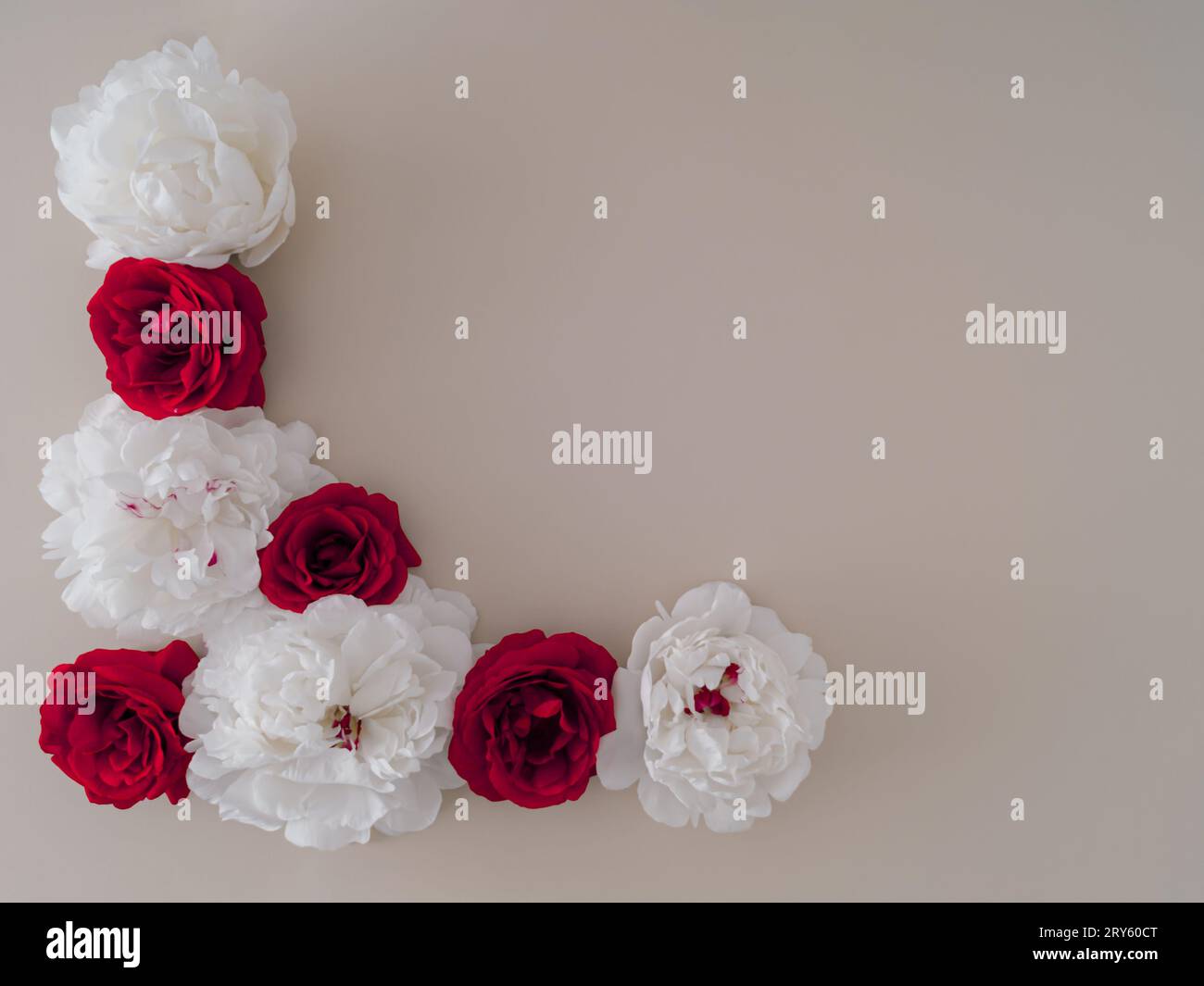 Kreatives Layout mit roten und weißen Rosen auf hellem Hintergrund. Flache Lagen. Minimales Konzept. Blumenästhetik. Stockfoto