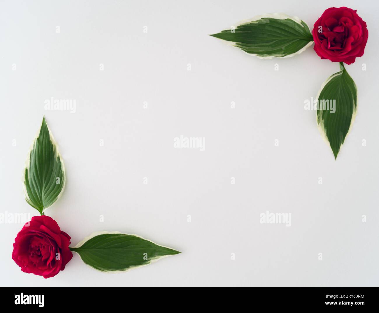 Kreativer Rahmen aus roten Rosen und grünen Blättern auf weißem Hintergrund. Minimales Naturkonzept. Blumenästhetik. Flache Lage, Ansicht von oben. Kopierbereich. Stockfoto