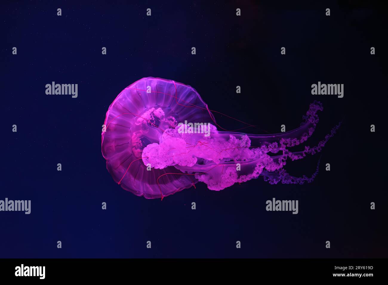 Schwimmende Quallen unter Wasser, Aquariumpool mit pinkfarbenem Neonlicht. Die südamerikanische Seekessel Chrysaora plocamia in blauem Wasser, Ozean. Th Stockfoto