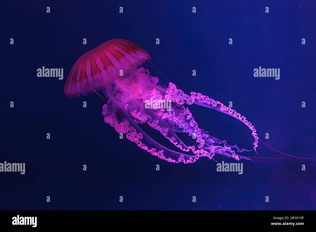 Schwimmende Quallen unter Wasser, Aquariumpool mit pinkfarbenem Neonlicht. Die südamerikanische Seekessel Chrysaora plocamia in blauem Wasser, Ozean. Th Stockfoto