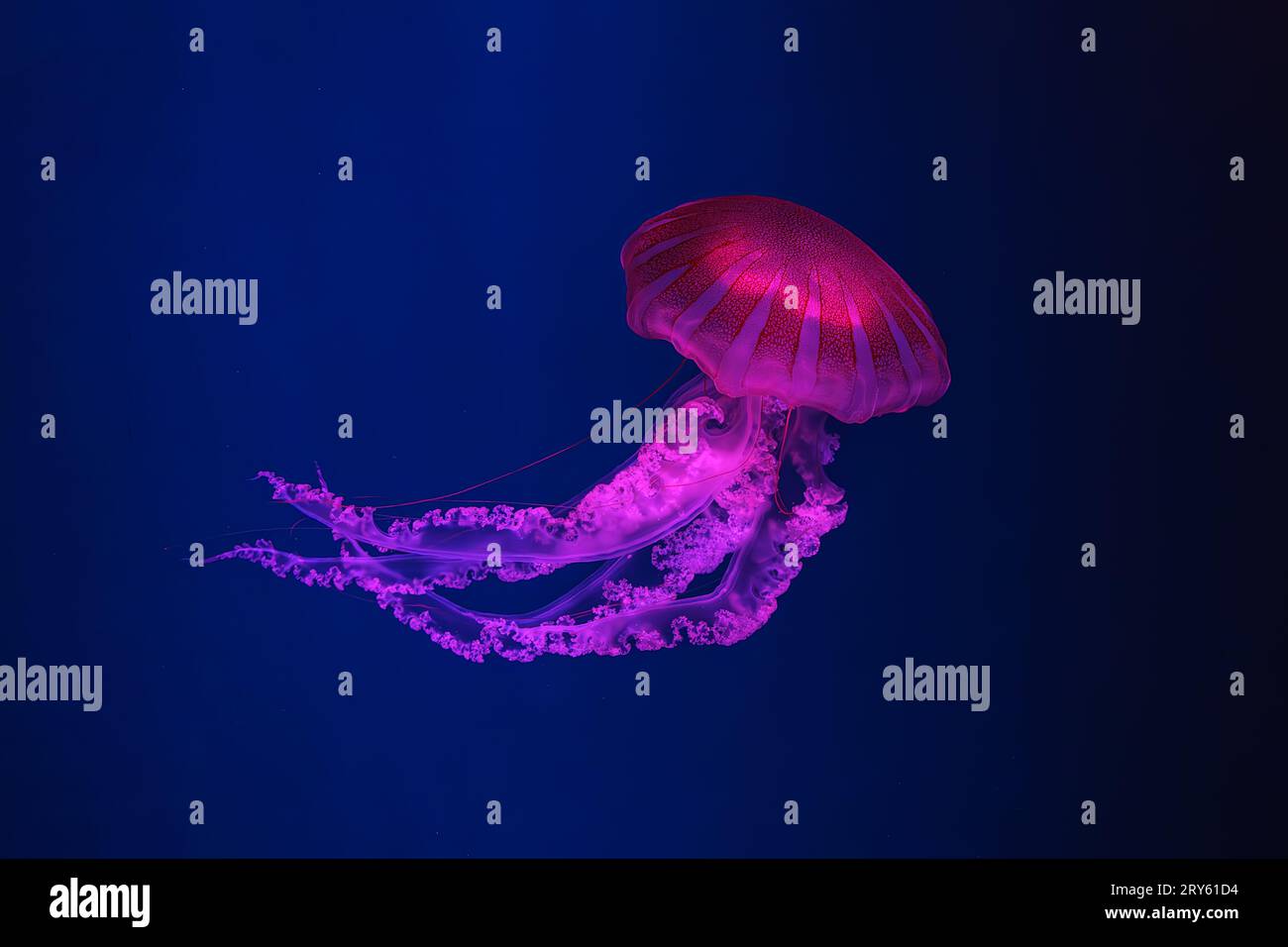 Schwimmende Quallen unter Wasser, Aquariumpool mit pinkfarbenem Neonlicht. Die südamerikanische Seekessel Chrysaora plocamia in blauem Wasser, Ozean. Th Stockfoto