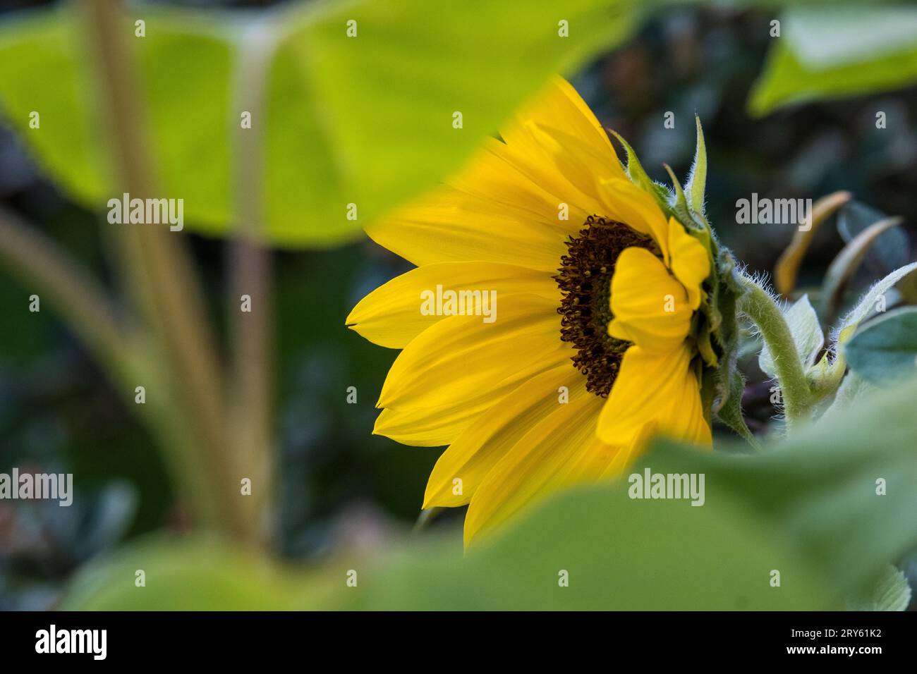 Schöne gelbe Sonnenblumen in einem Garten im Herbst, in Nordfrankreich Stockfoto