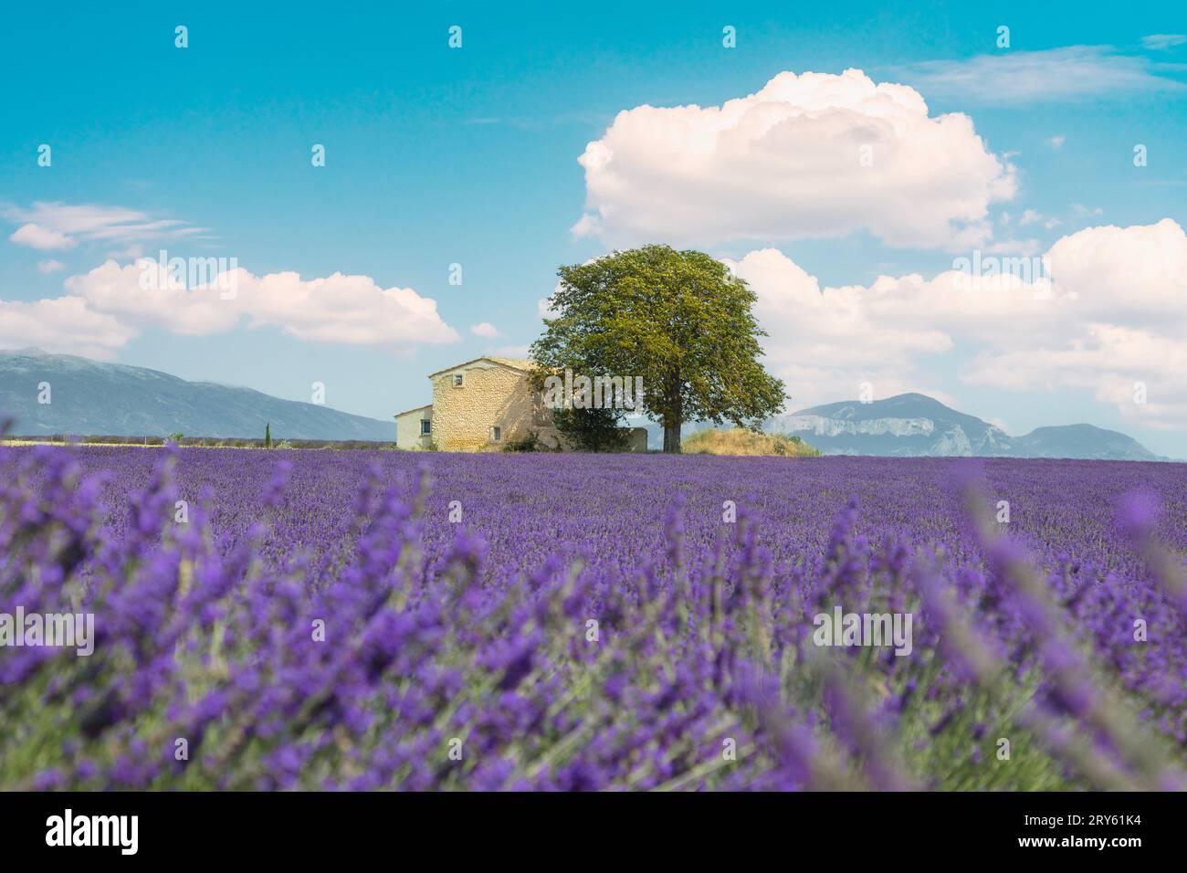 Valensole Dorf und Lavendelblumenfeld. Verschwommener Lavendel im Vordergrund. Plateau de Valendsole, Region Provence, Frankreich, Europa Stockfoto
