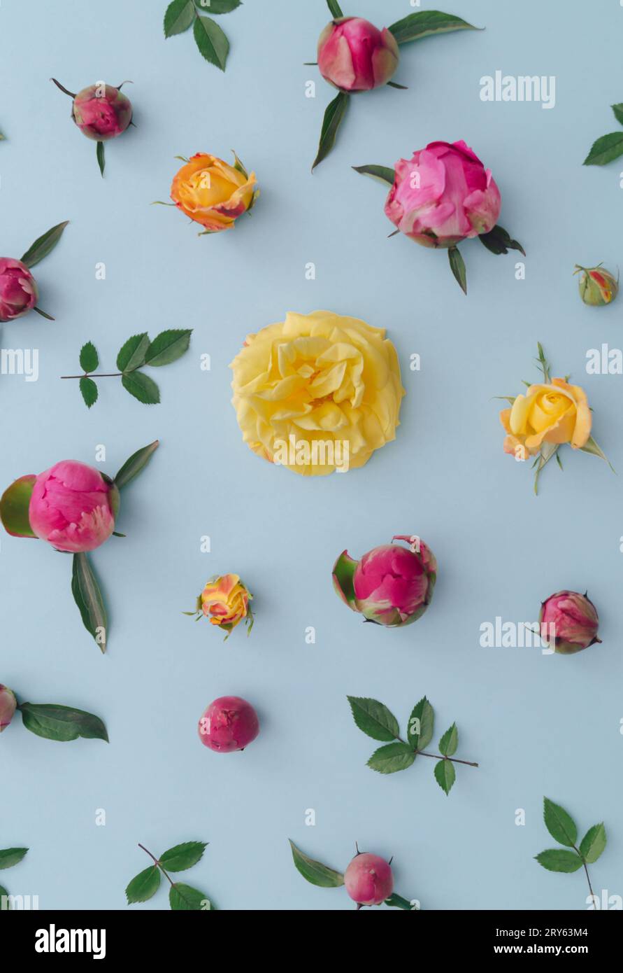 Kreatives Muster aus bunten Blumen auf pastellblauem Hintergrund. Minimaler flacher Stil. Blumenästhetik. Stockfoto