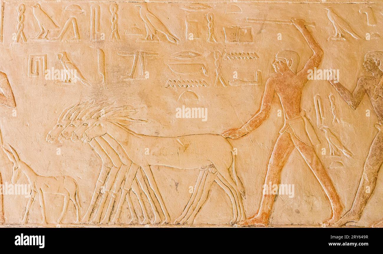 Ägypten, Sakkara, Grab von Mehu, führen Esel zum Erntestandort. Stockfoto