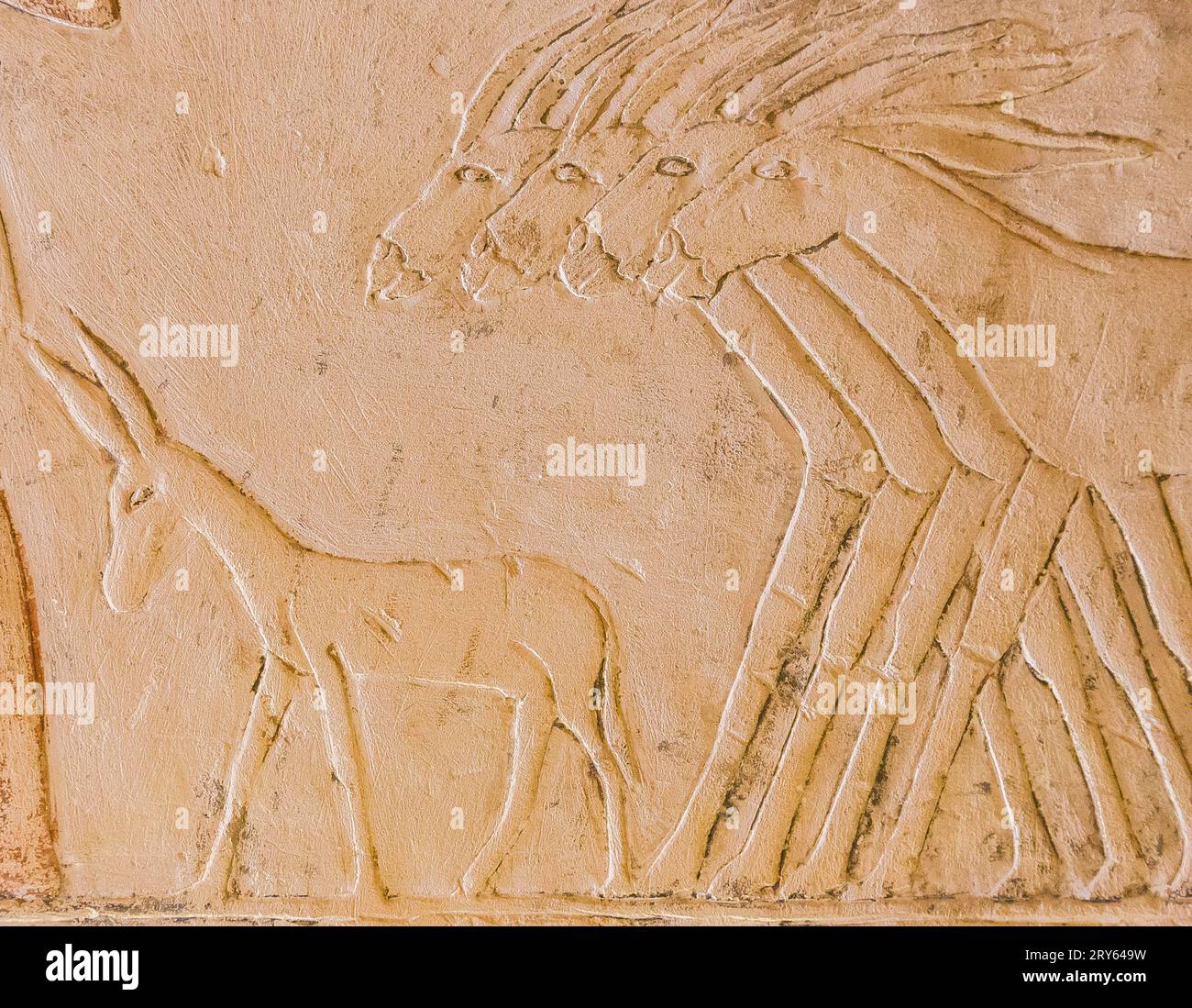 Ägypten, Sakkara, Grab von Mehu, Ernteszene : Esel. Stockfoto