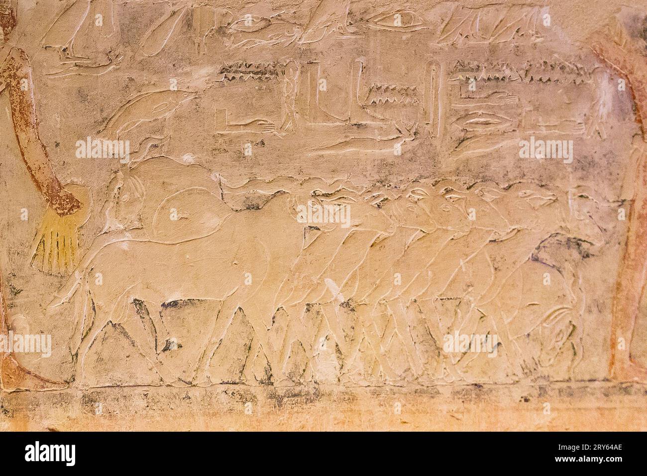 Ägypten, Sakkara, Grab von Mehu, Landwirtschaft: Schafe, die Getreide zertreten. Stockfoto