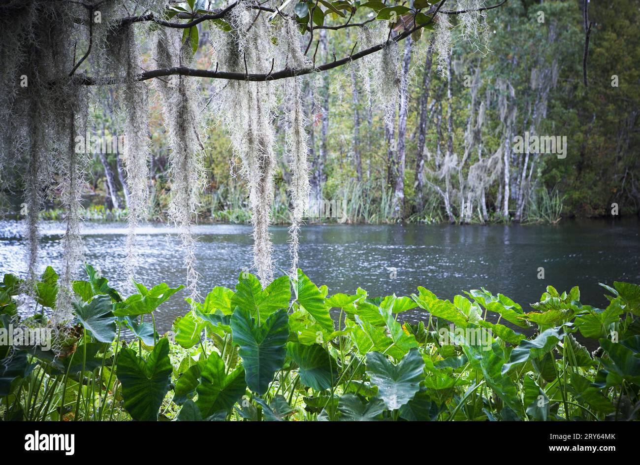 Hängendes spanisches Moos und Flussufer. Stockfoto