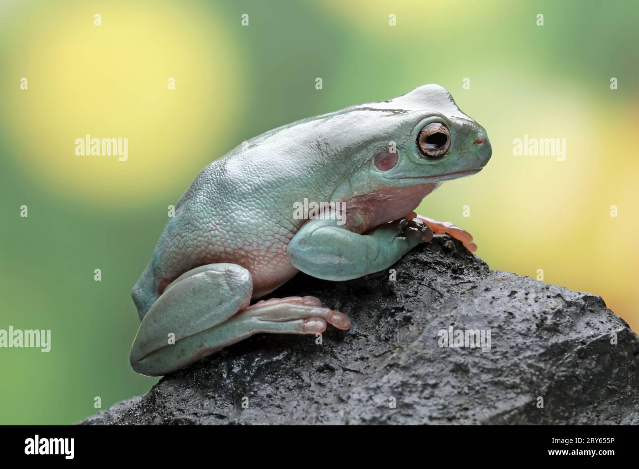 Ein blöder Frosch sitzt auf einem Felsen auf einem farbigen Hintergrund Stockfoto