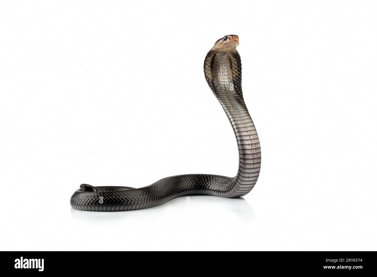 Javanische Kobra-Schlange isoliert auf weiß ist bereit anzugreifen Stockfoto