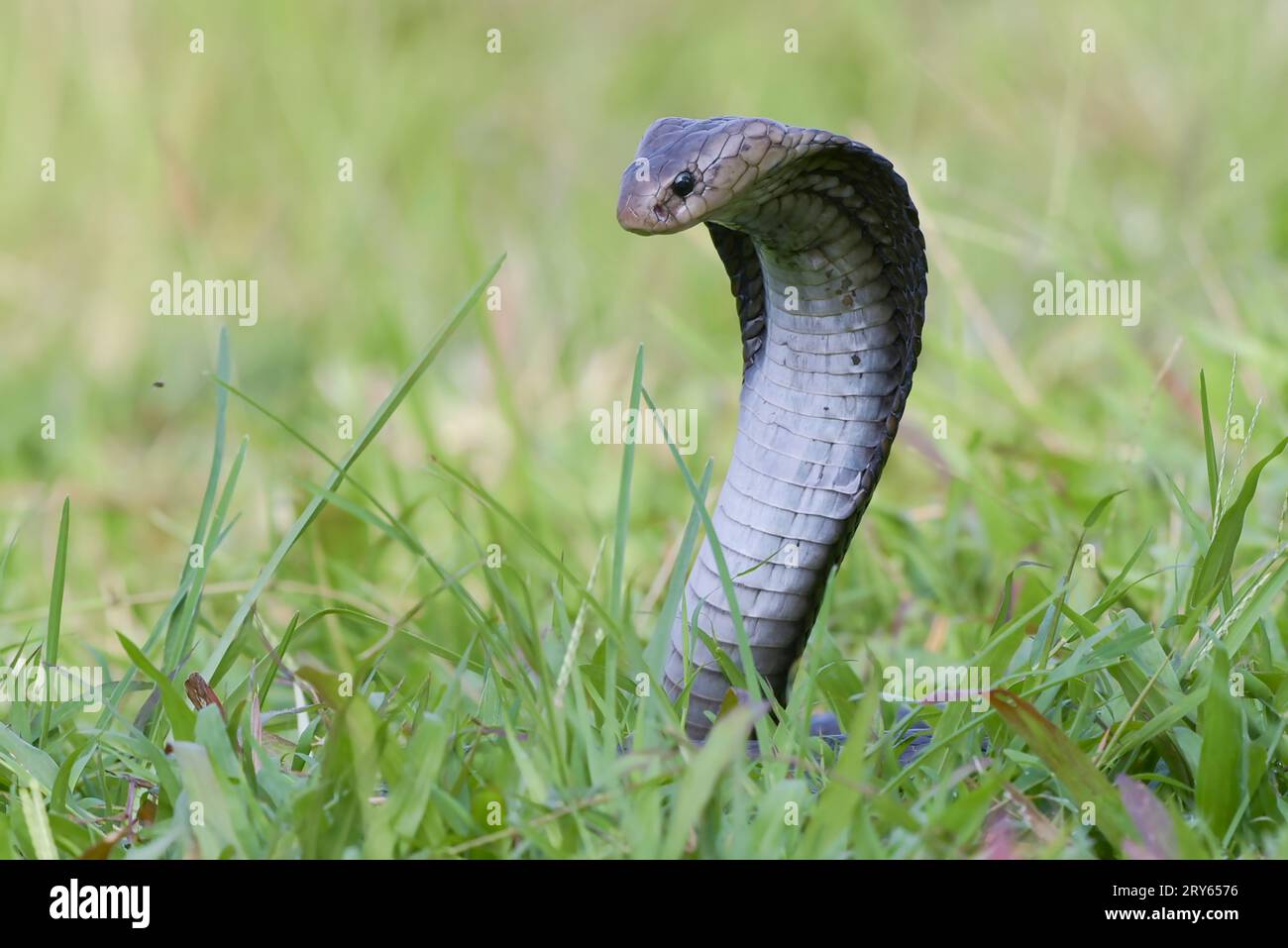 Cobra-Schlange in Angriffsposition Stockfoto