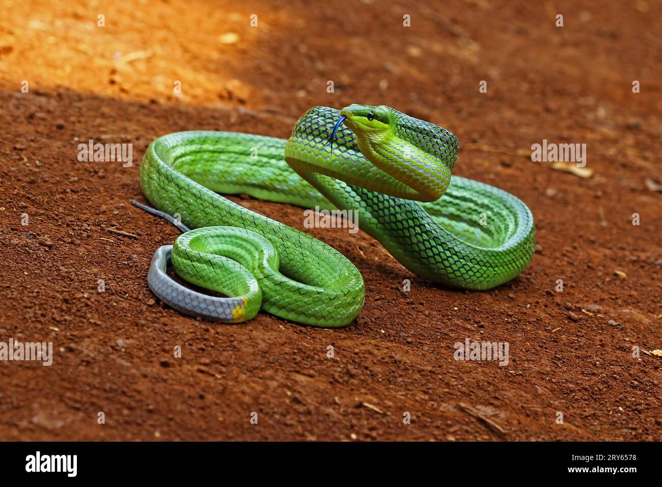 Die grüne Schlange Gonyosoma oxycephalum ist bereit anzugreifen Stockfoto
