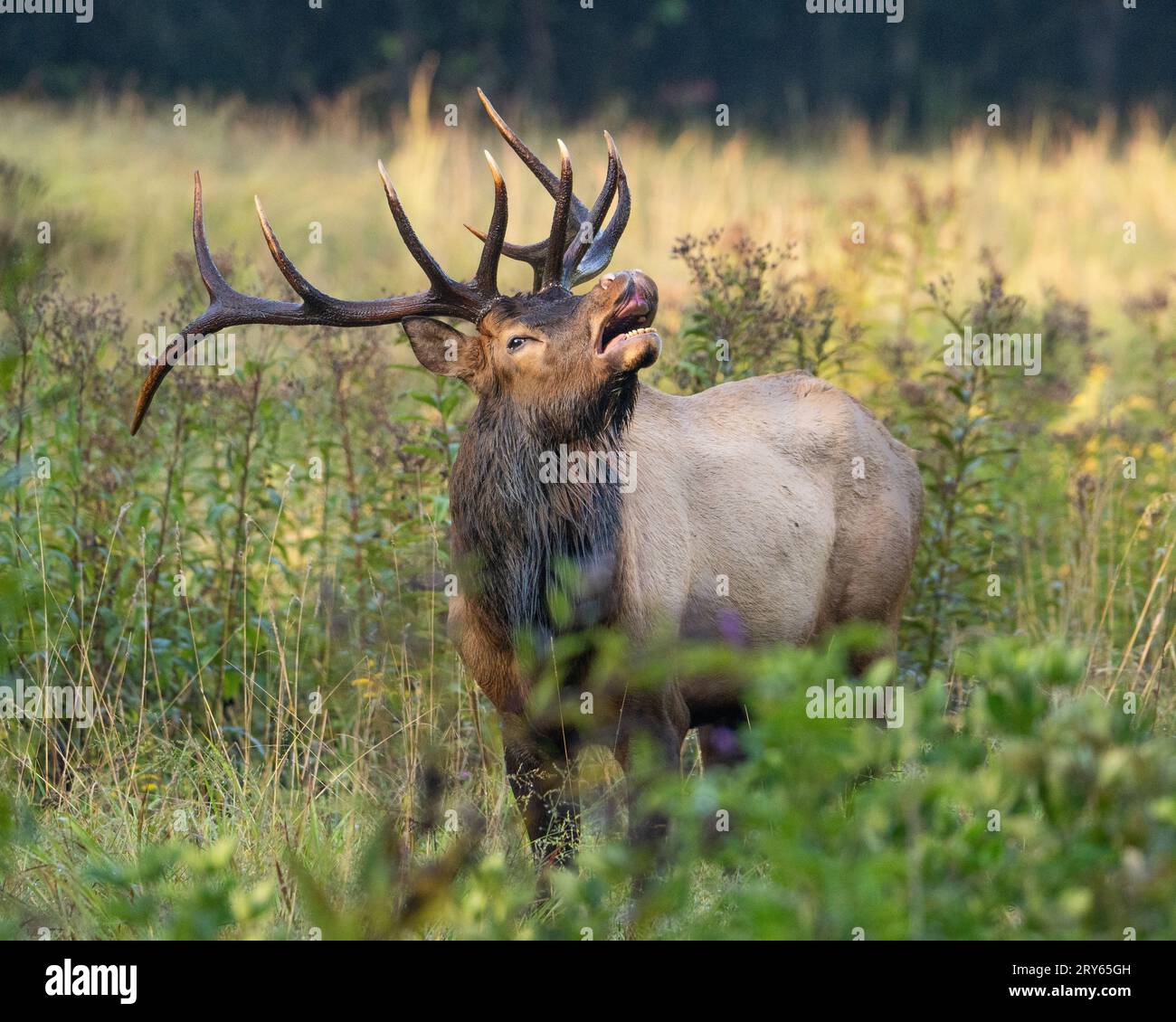 Ein Bullenelch Lip Curling Stockfoto