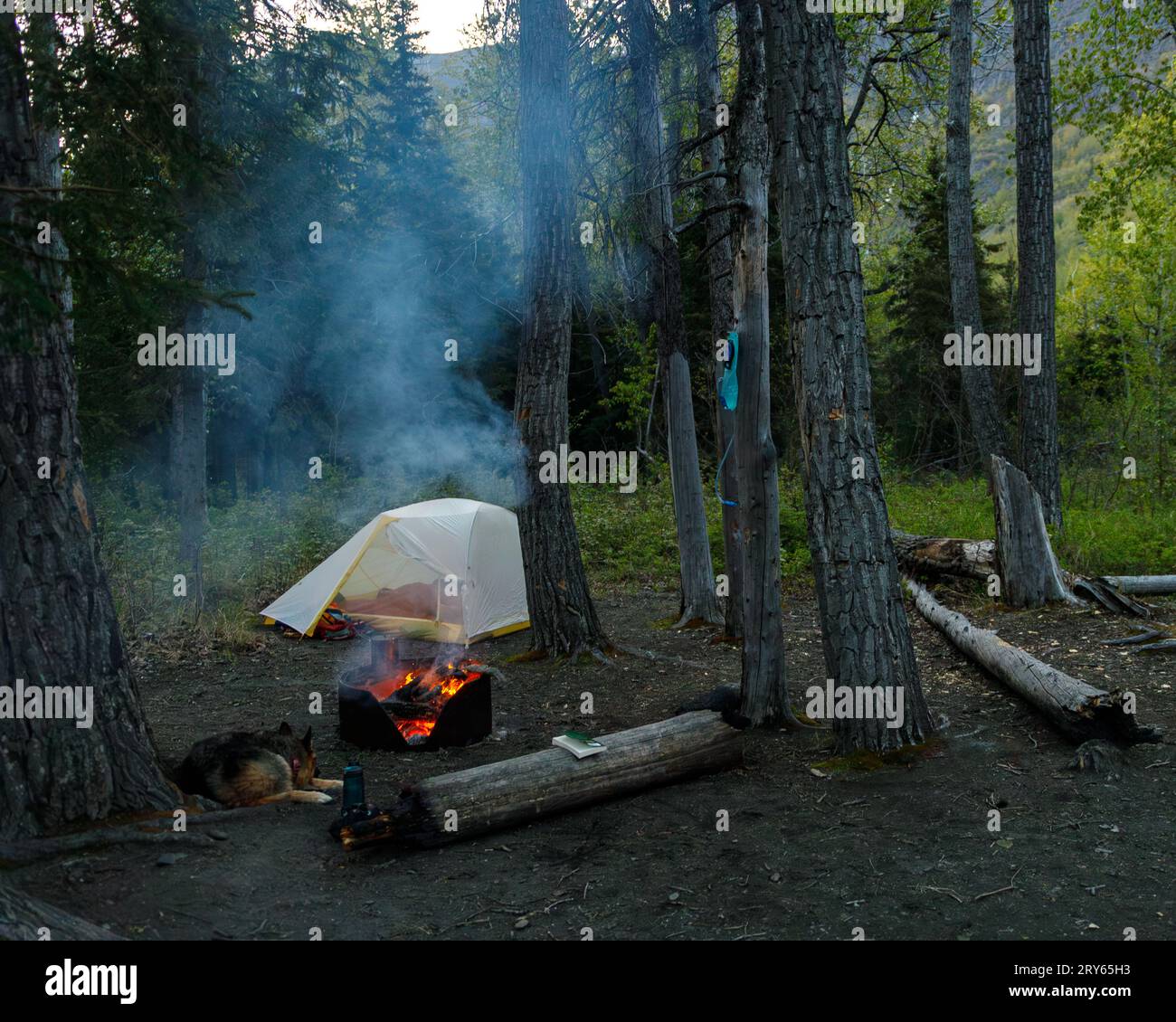 Campingplatz im Wald mit Feuer, Hund und Buch Stockfoto