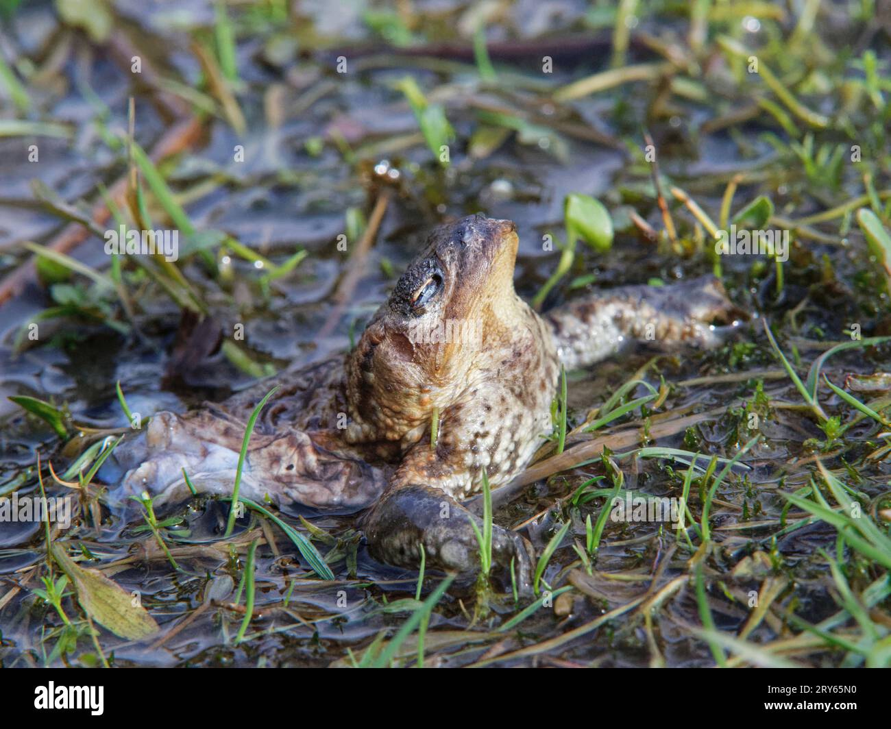 Europäische Kröte (Bufo bufo), die teilweise von einer Carrion-Krähe (Corvus corone) gegessen wurde, die die Hinterbeine häutete und entfernte, wodurch die toxische Haut zurückblieb, UK, März Stockfoto