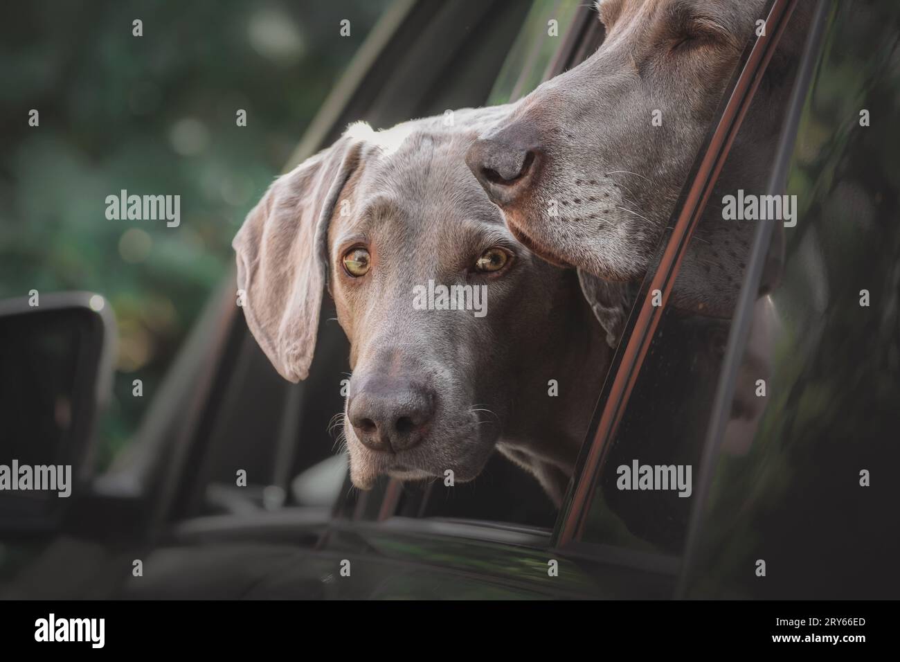 Zwei Weimaranerhunde, die aus dem Autofenster auf dem Parkplatz schauen. Stockfoto