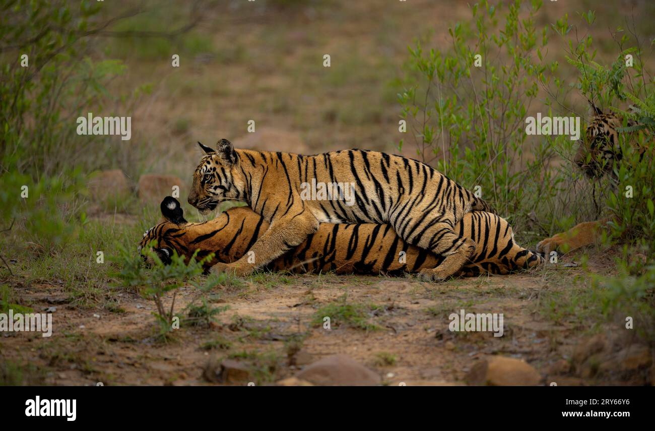 Niedliche Tigerjungen, die sich entspannen MAHARASHTRA INDIEN URKOMISCHE Bilder von zwei Tigerjungen, die sich gegenseitig Boxen, zeigen, dass es auch unter Geschwistern manchmal kein l gibt Stockfoto