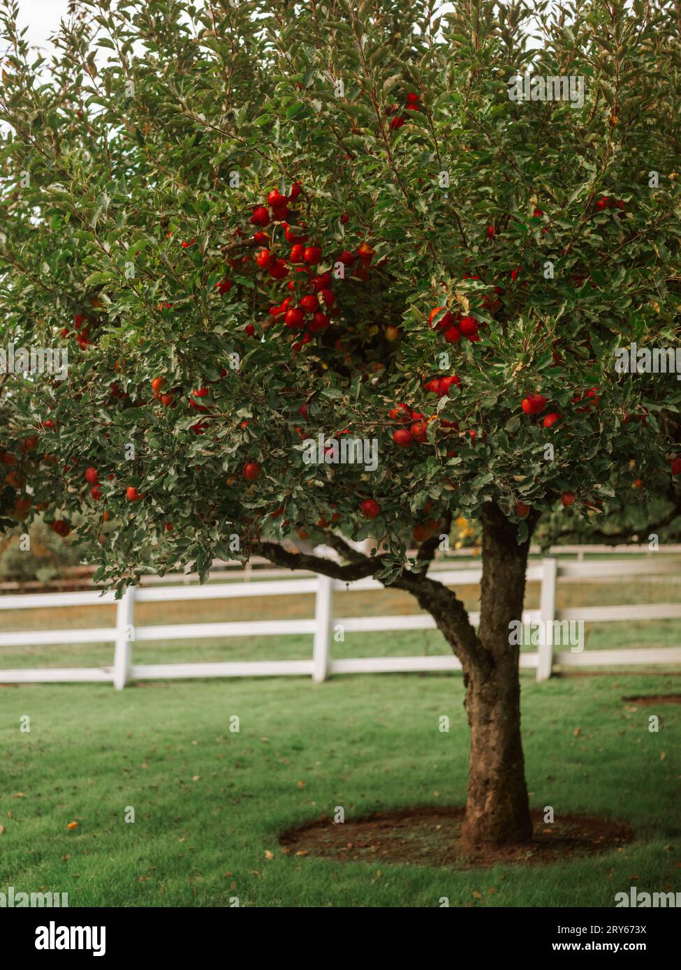 Roter Apfelbaum mit weißem Pflückzaun Stockfoto