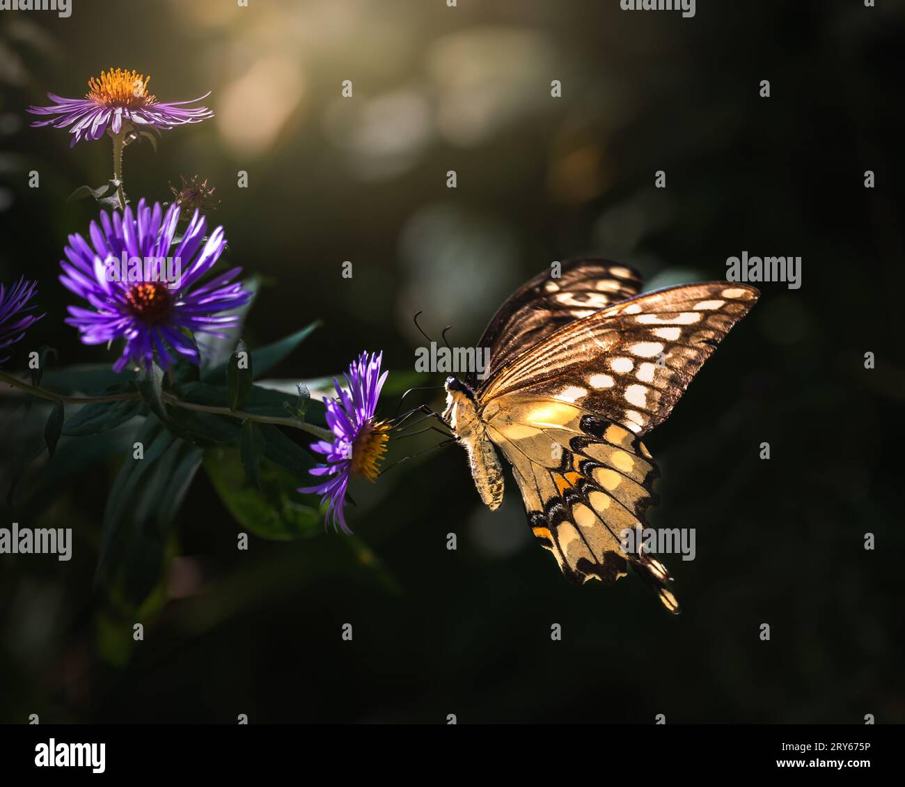 Nahaufnahme des Schwalbenschwanzfalter auf Asterblume in wunderschönem Licht. Stockfoto