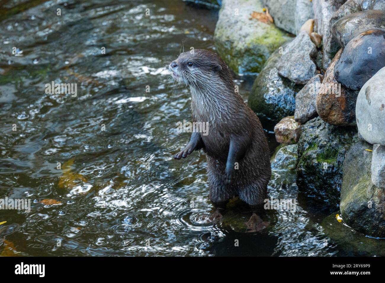 Nahaufnahmen von asiatischem Otter mit kleinen Klauen (Aonyx cinerea) sind lebhaft und verspielt. Stockfoto