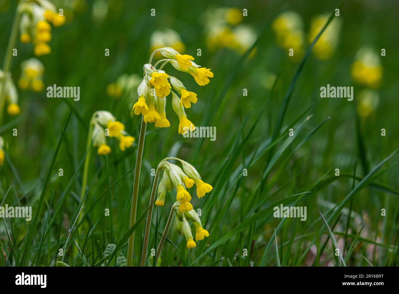 Gelbe Primula veris Cowslip, gewöhnlicher Cowslip, Cowslip Prirose auf weichem grünen Hintergrund. Selektiver Fokus. Stockfoto