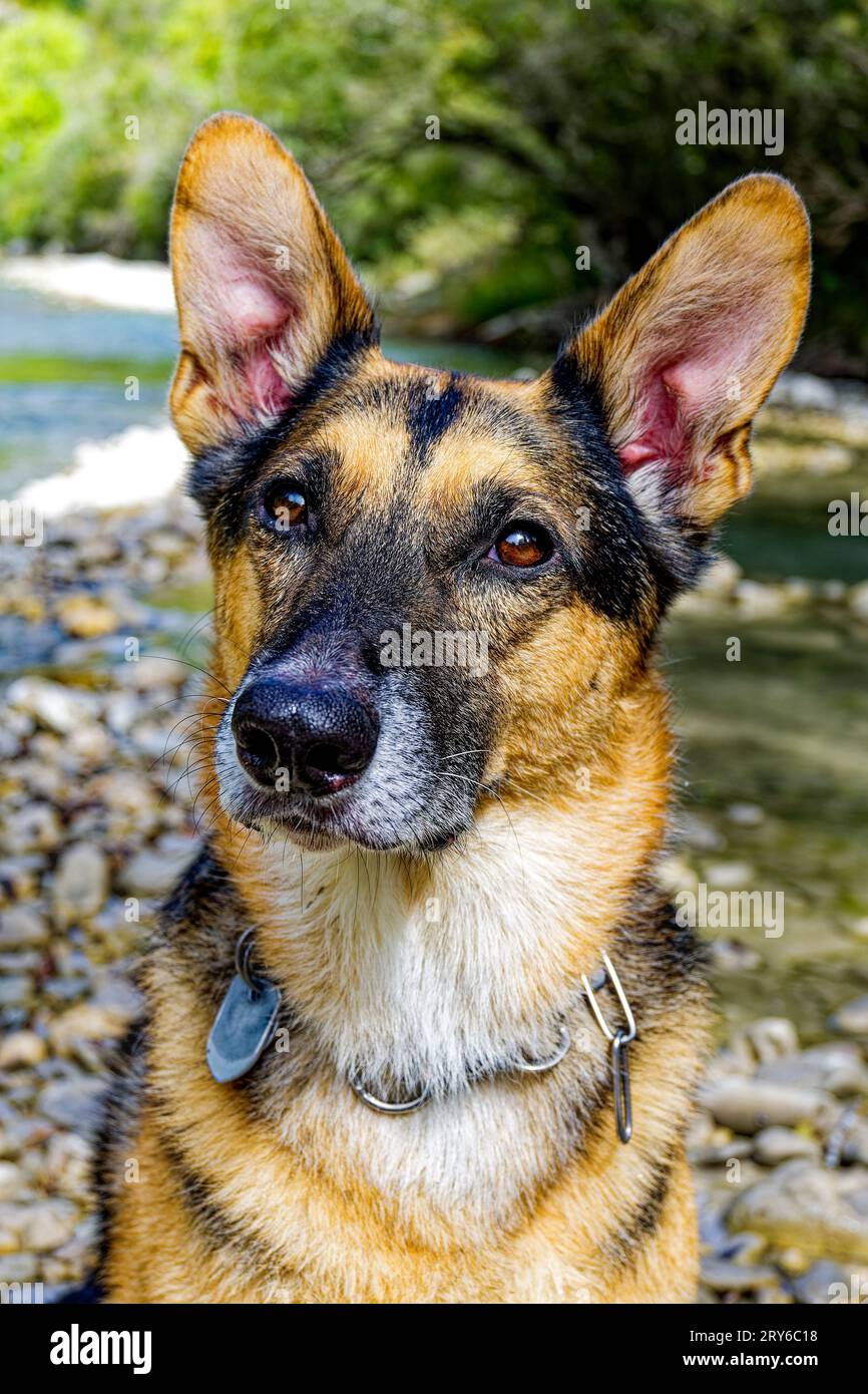 Ein deutscher Schäferhund mit schwarzem und braunem Pelz sitzt vor einem Bach. Stockfoto