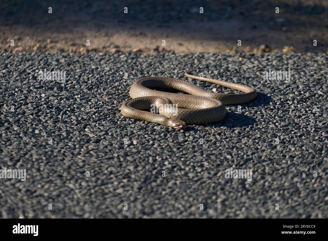 Pseudonaja textilis, die hochgiftige Osterschlange auf einer Straße, die nach dem Winterschlaf auftaucht. Stockfoto