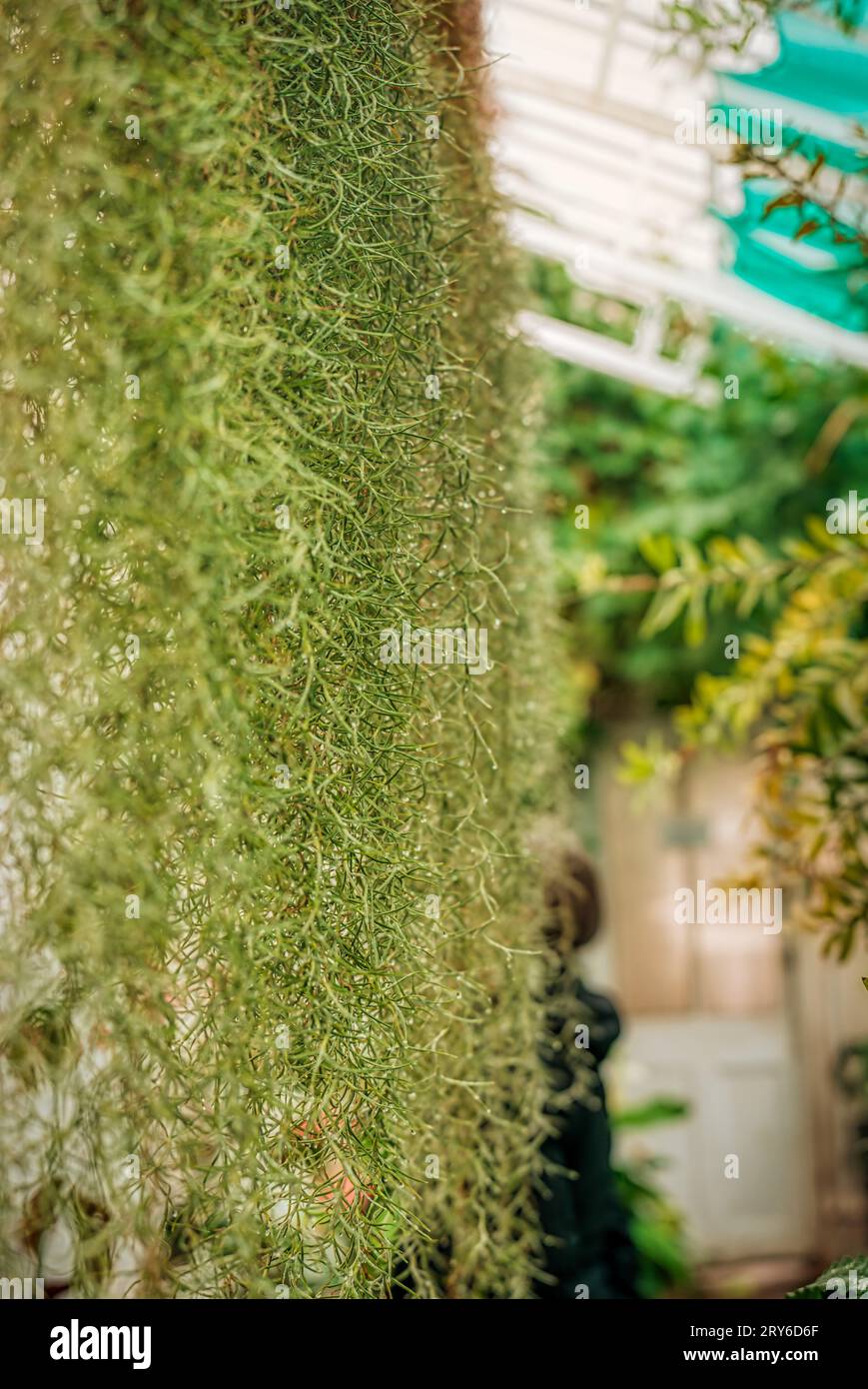 Grüne Wand. Spanisches Moos, Tillandsia usneoides, Ripley Castle und Gärten, Ripley, Harrogate Stockfoto