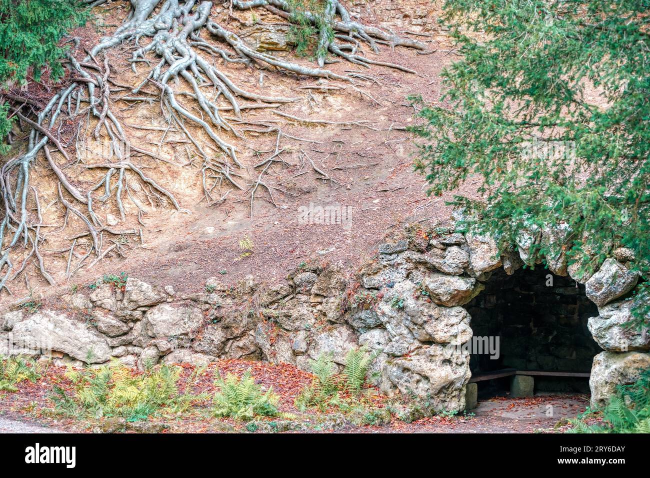 Schlangenartige Baumwurzeln in der Nähe des Serpentine Tunnels in Studley Royal Water Gardens, Fountains Abbey, Ripon, North Yorkshire, Großbritannien Stockfoto