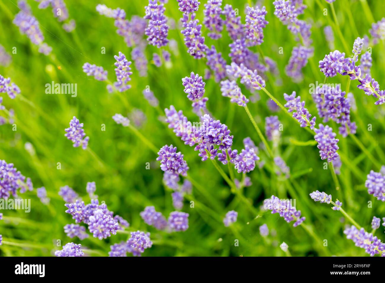 Lavandula angustifolia, englische Lavendelblüten Stockfoto