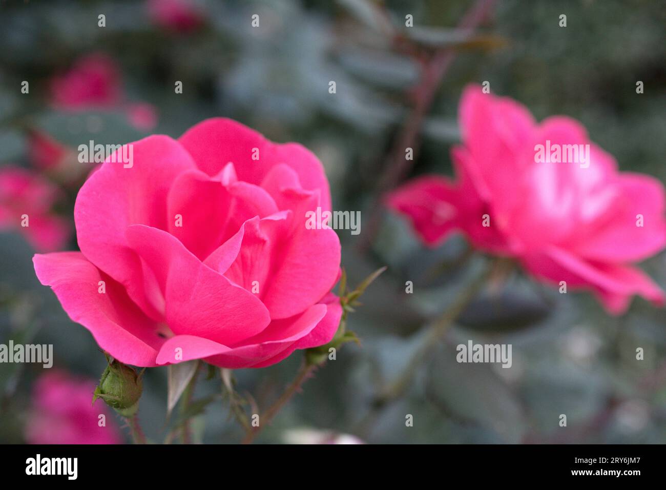 3 stunden schöne blumen Fotos und Bildmaterial in hoher Auflösung Alamy